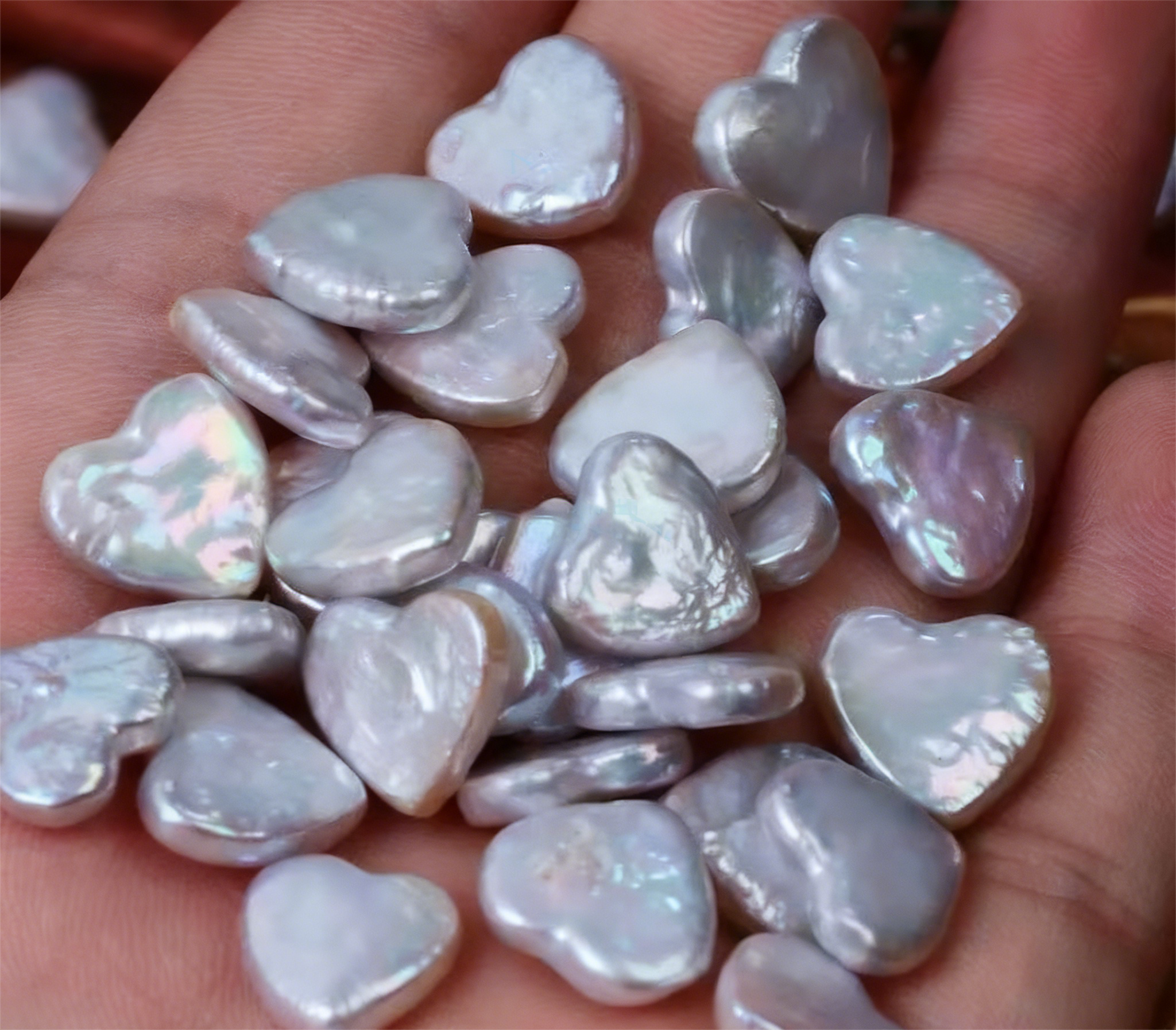 [LIVE Opening]Amor Pearls:Heart Pearl Oyster