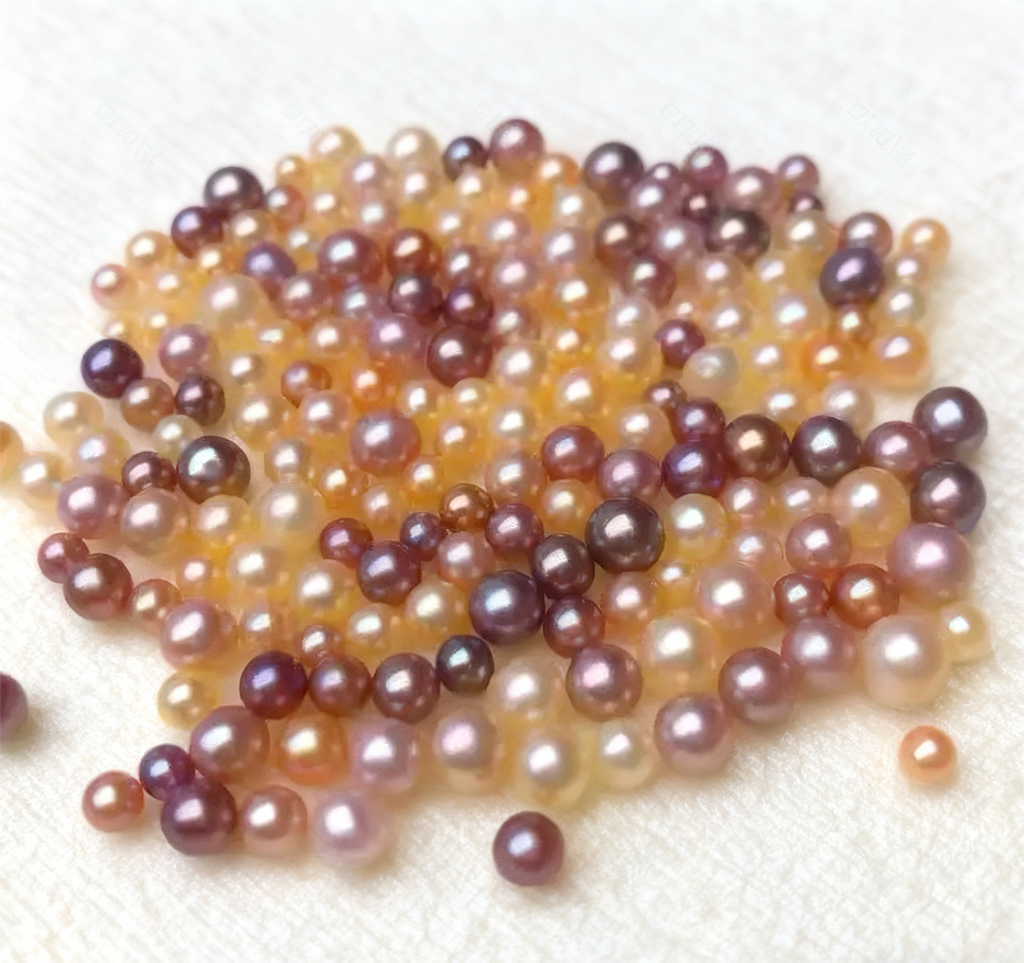 [Live Opening]Most Popular with 20-30 Pearls Company's best shell!