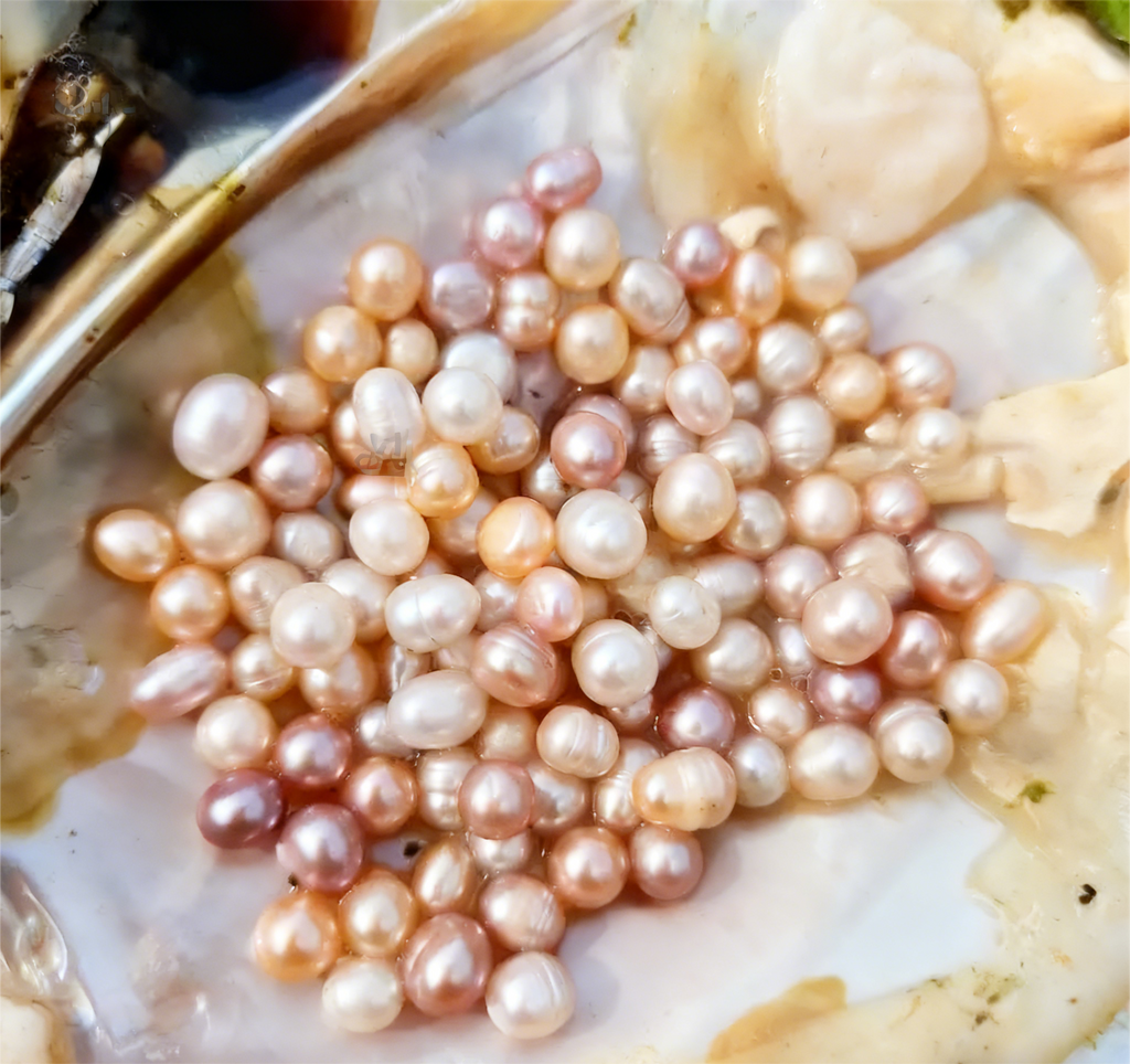 [Live Opening]Most Popular with 20-30 Pearls Company's best shell!