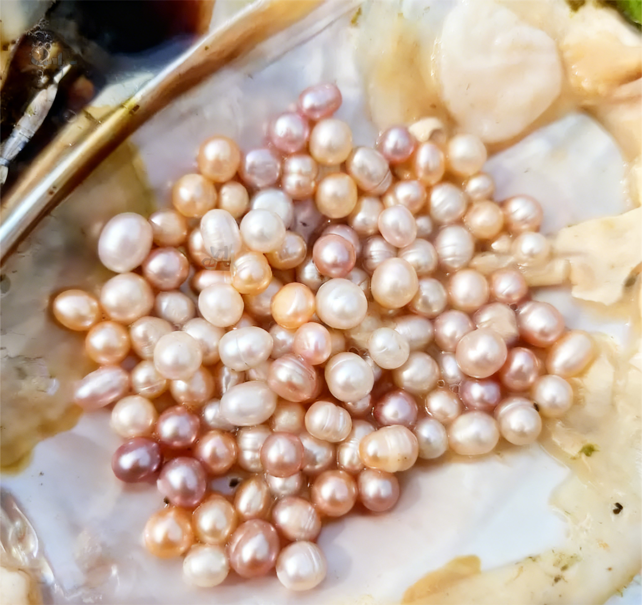 [Live Opening]Most Popular with 20-30 Pearls Company's best shell!